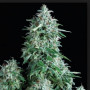 Cannabis seed variety Auto AK-47 Feminised Silver