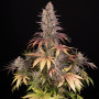 Cannabis seeds SOUR STRAWBERRY from Barney's Farm at Smartshop-smartshop.ua®