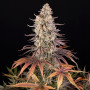 Cannabis seeds SOUR STRAWBERRY from Barney's Farm at Smartshop-smartshop.ua®