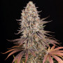 Cannabis seeds SOUR STRAWBERRY from Barney's Farm at Smartshop-smartshop.ua®