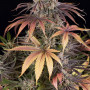 Cannabis seeds SOUR STRAWBERRY from Barney's Farm at Smartshop-smartshop.ua®