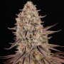 Cannabis seeds SOUR STRAWBERRY from Barney's Farm at Smartshop-smartshop.ua®