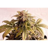 Speedy Boom Auto