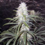 Семена конопли Stexling Haze Feminised Silver от Error Seeds - Smartshop-smartshop.ua®