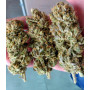 Семена каннабиса Blue Gelato 41