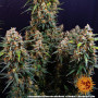 Cannabis seeds STRAWBERRY CHEESECAKE AUTO from Barney's Farm at Smartshop-smartshop.ua®