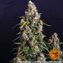 Cannabis seeds STRAWBERRY CHEESECAKE AUTO from Barney's Farm at Smartshop-smartshop.ua®