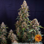 Cannabis seeds STRAWBERRY CHEESECAKE AUTO from Barney's Farm at Smartshop-smartshop.ua®