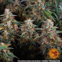 Cannabis seeds STRAWBERRY CHEESECAKE AUTO from Barney's Farm at Smartshop-smartshop.ua®