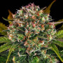 Семена конопли Strawberry Cheesecake Feminised Silver от Error Seeds - Smartshop-smartshop.ua®