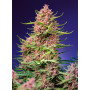 Cannabis seed variety STRAWBERRY COLA SHERBET F1 FAST VERSION®