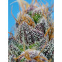 Cannabis seed variety STRAWBERRY COLA SHERBET F1 FAST VERSION®