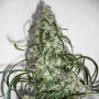 Семена конопли Auto Super Lemon Haze Feminised Silver от Error Seeds - Smartshop-smartshop.ua®