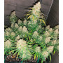 Сорт семян каннабиса Auto Super Silver Haze Feminised Silver