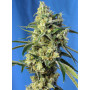 Cannabis seed variety SWEET AMNESIA HAZE®