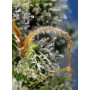 Cannabis seed variety SWEET AMNESIA HAZE®