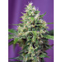 Cannabis seed variety SWEET AMNESIA HAZE XL AUTO®