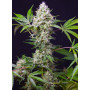 Cannabis seed variety SWEET AMNESIA HAZE XL AUTO®