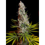 Cannabis seed variety SWEET CHEESE®