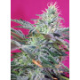 Cannabis seed variety SWEET CHEESE AUTO®