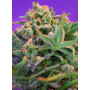 Cannabis seed variety SWEET CHEESE F1 FAST VERSION®