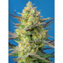 Cannabis seed variety SWEET CHEESE XL AUTO®