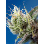 Cannabis seed variety SWEET CHEESE XL AUTO®