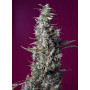 Cannabis seed variety SWEET CHERRY PIE®