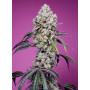 Cannabis seed variety SWEET MANDARINE ZKITTLEZ F1 FAST VERSION®