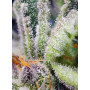 Cannabis seed variety SWEET SKUNK F1 FAST VERSION®