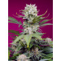 Cannabis seed variety SWEET MANDARINE ZKITTLEZ XL AUTO®