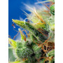 Cannabis seed variety SWEET PURE AUTO CBD®