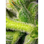 Cannabis seed variety RED PURE AUTO CBD®