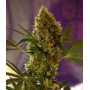 Cannabis seed variety BIG DEVIL #2 AUTO®