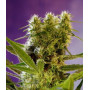 Cannabis seed variety BIG DEVIL #2 AUTO®