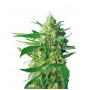 Cannabis seed variety ICE COOL®