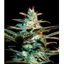 Cannabis seed variety ICE COOL®