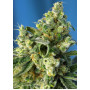 Cannabis seed variety SWEET AMNESIA HAZE®