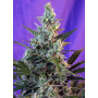 Cannabis seed variety SWEET SKUNK AUTO®