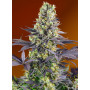 Cannabis seed variety SWEET ZENZATION®