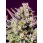 Cannabis seed variety SWEET ZENZATION XL AUTO®