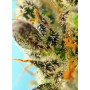 Cannabis seed variety SWEET ZENZATION XL AUTO®