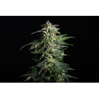 Swiss Dream Auto CBD