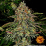 Cannabis seeds TANGERINE DREAM AUTO from Barney's Farm at Smartshop-smartshop.ua®