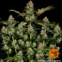 Семена конопли TANGERINE DREAM AUTO от Barney's Farm в Smartshop-smartshop.ua®