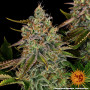 Семена конопли WHITE WIDOW XXL AUTO от Barney's Farm в Smartshop-smartshop.ua®