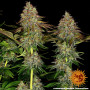 Cannabis seeds TANGERINE DREAM AUTO from Barney's Farm at Smartshop-smartshop.ua®