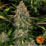 Cannabis seeds TANGERINE DREAM AUTO from Barney's Farm at Smartshop-smartshop.ua®