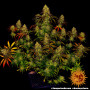 Cannabis seeds TANGERINE DREAM from Barney's Farm at Smartshop-smartshop.ua®