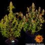 Cannabis seeds TANGERINE DREAM from Barney's Farm at Smartshop-smartshop.ua®